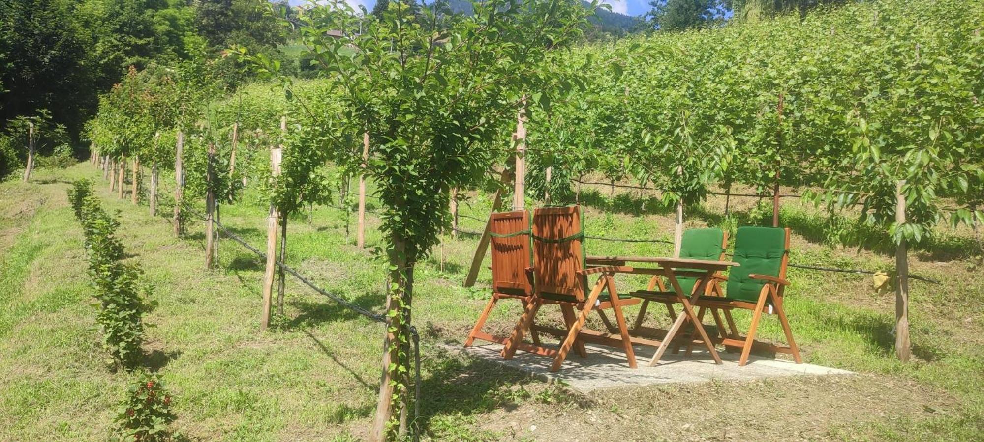 Janas Bolzano Mountain Apartment Тезімо Екстер'єр фото